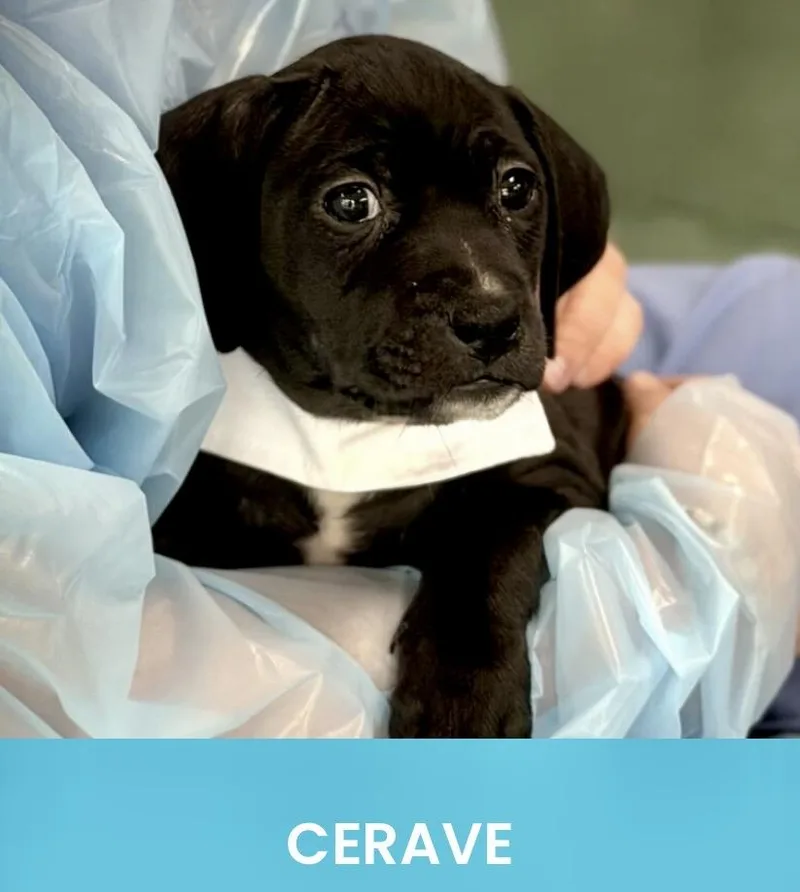 A baby medium-sized female Black American Staffordshire Terrier dog named Cerave for adoption in Monson, MA
