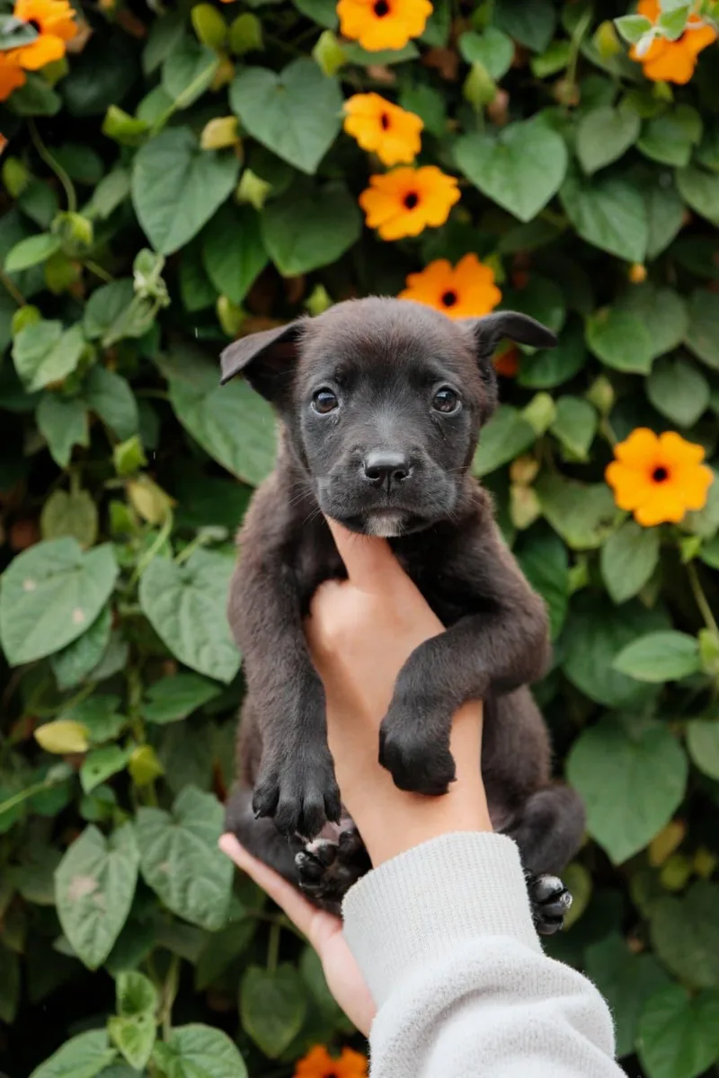 A baby medium-sized female Labrador Retriever dog named Ricotta for adoption in San Diego, CA