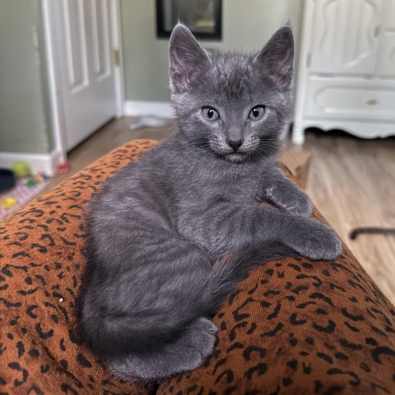 A baby small-sized female Gray / Blue / Silver Domestic Short Hair cat named Selene Black for adoption in Morrison, CO