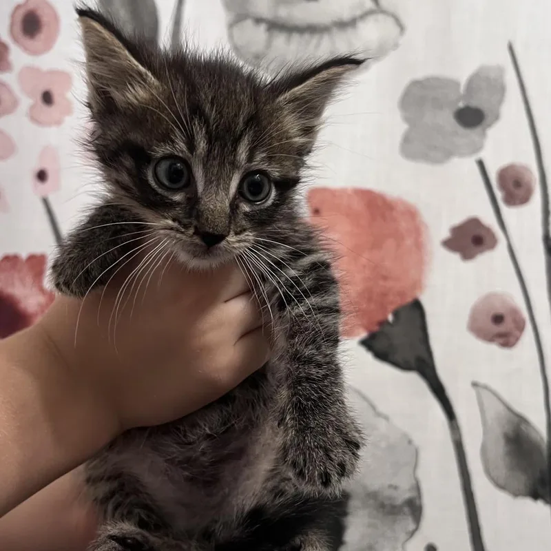 A baby small-sized male Black Domestic Short Hair cat named Breville for adoption in Chesapeake, VA