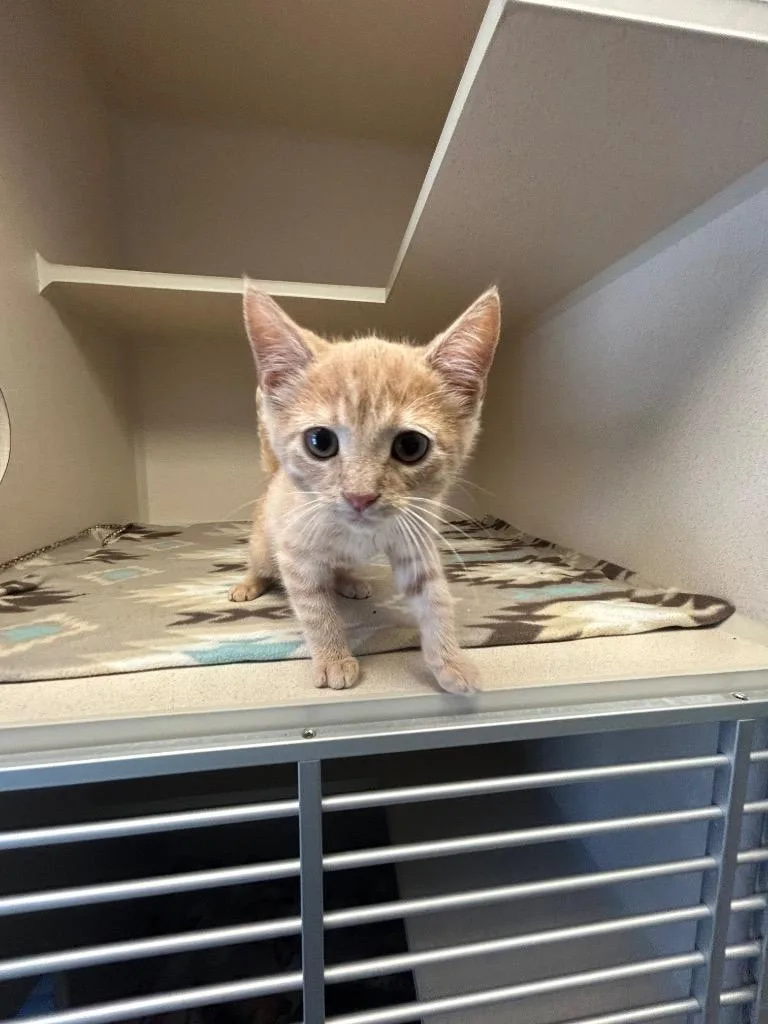 A baby medium-sized male Domestic Short Hair cat named Vato for adoption in Morgantown, KY