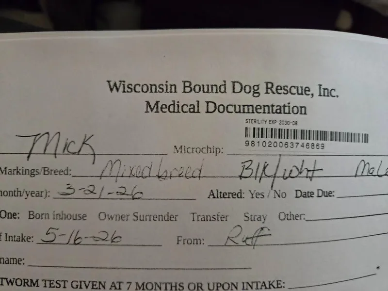 A baby medium-sized male Mixed Breed dog named Mick for adoption in sun prairie, WI