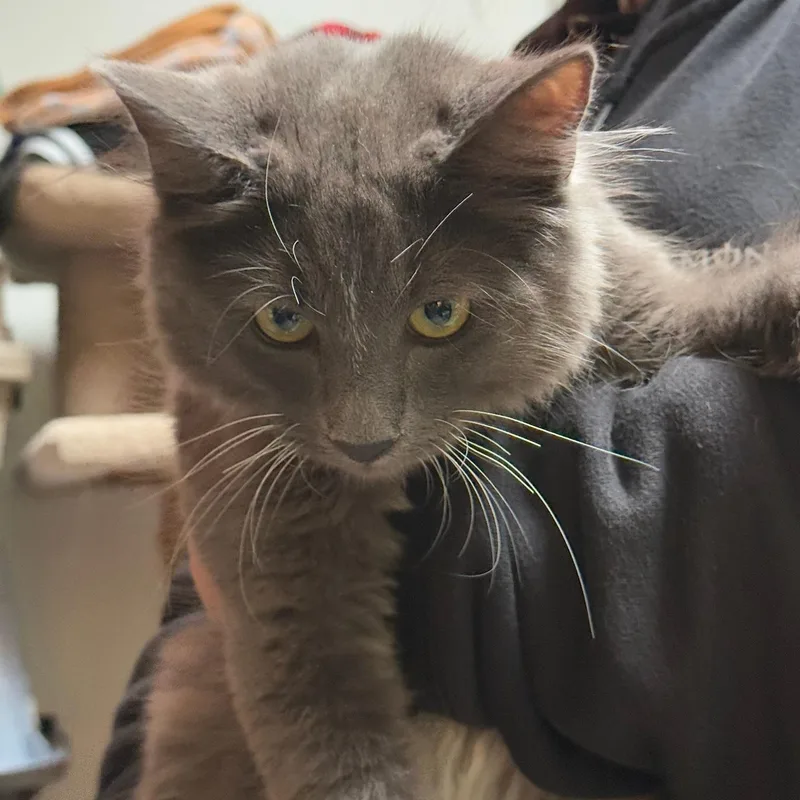 A baby medium-sized male Gray & White Domestic Medium Hair cat named Finney for adoption in Kent, WA