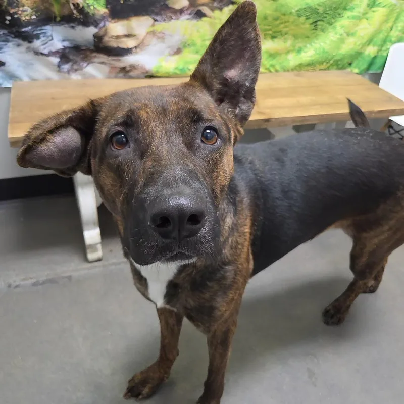 An adult large-sized female Yellow / Tan / Blond / Fawn German Shepherd Dog dog named Meeka for adoption in Normal, IL