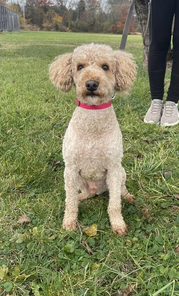 An adult small-sized male White / Cream Poodle dog named Waffles for adoption in Pottstown, PA