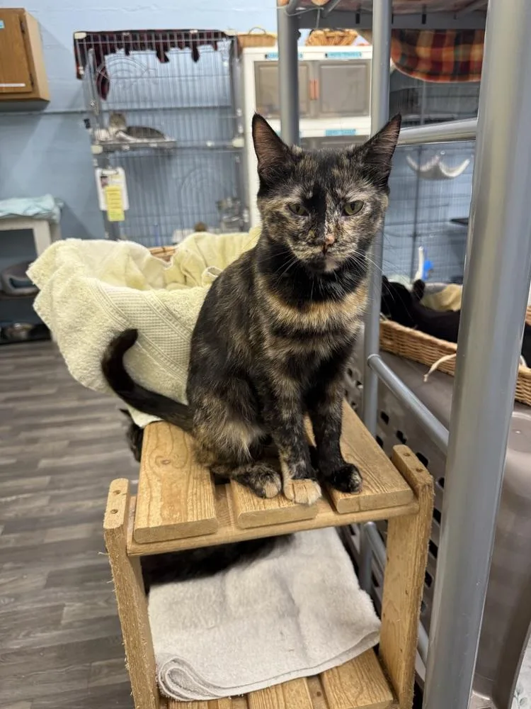 An adult medium-sized female Domestic Short Hair cat named Bunny for adoption in West Mifflin, PA