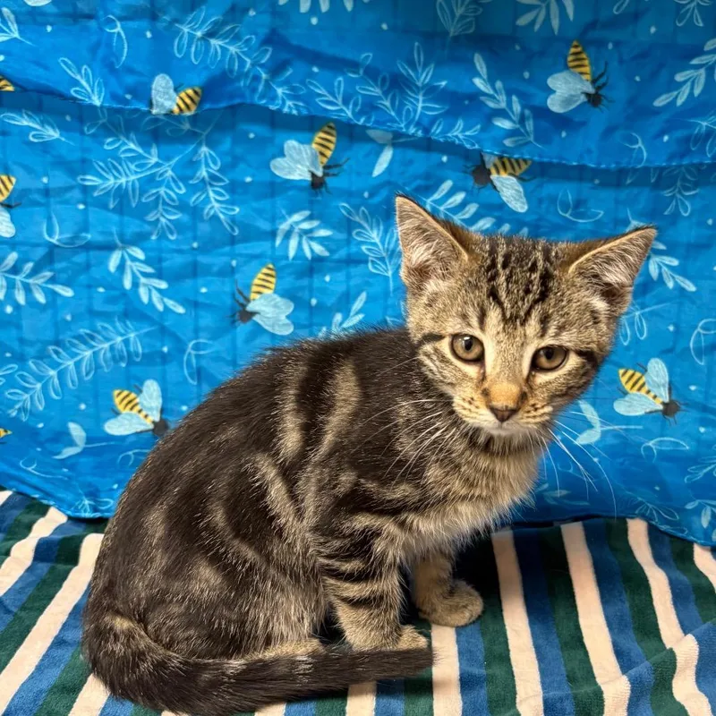 Rosemary thumbnail 2