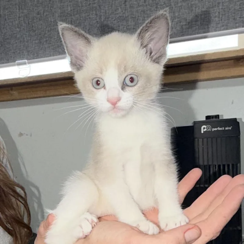 A baby small-sized female Domestic Short Hair cat named Aphrodite for adoption in Driggs, ID
