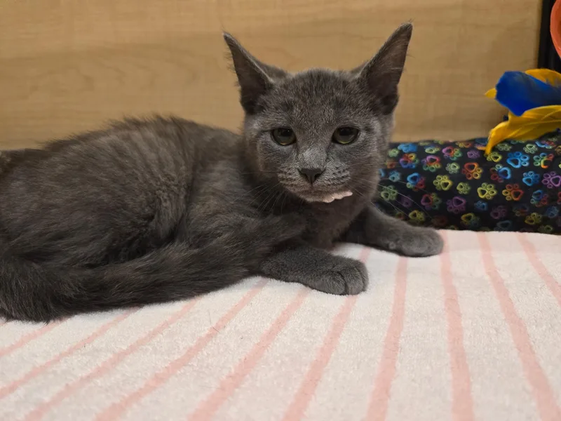 A baby small-sized female Gray / Blue / Silver Domestic Short Hair cat named Dusty for adoption in Highland, IN