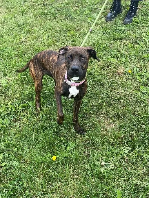 A young medium-sized female Pit Bull Terrier dog named Piper for adoption in Urbana, IL