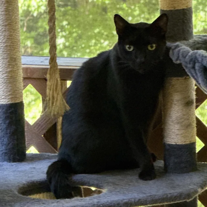 A senior large-sized male Black Domestic Short Hair cat named Zipper for adoption in Tupelo, MS