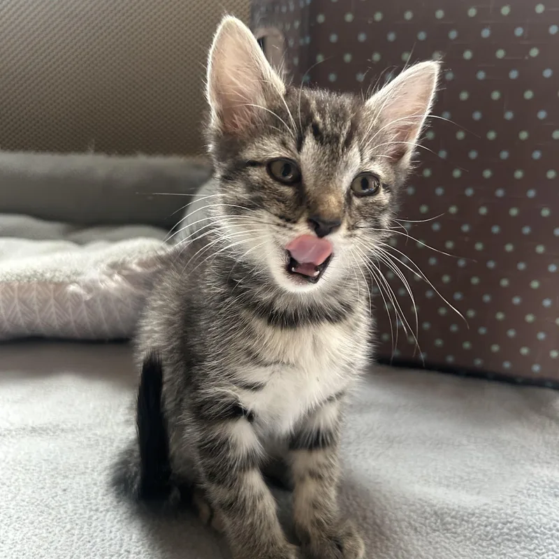 A baby medium-sized female Tabby (Gray / Blue / Silver) Domestic Short Hair cat named Bunny for adoption in Westfield, NJ
