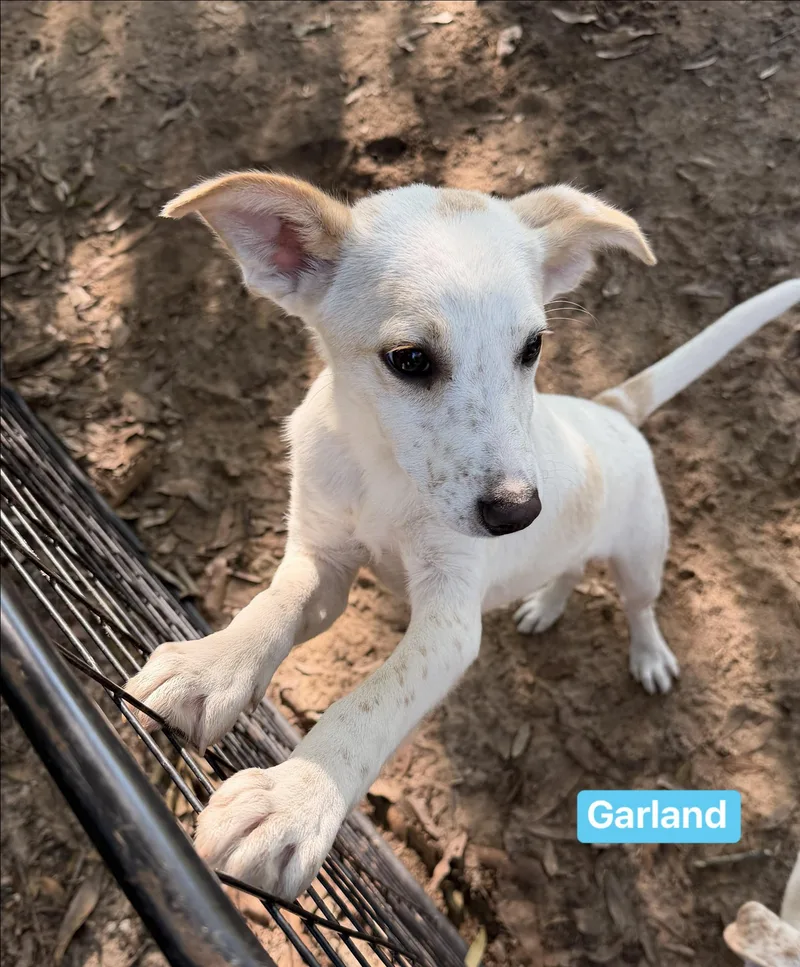 Garland