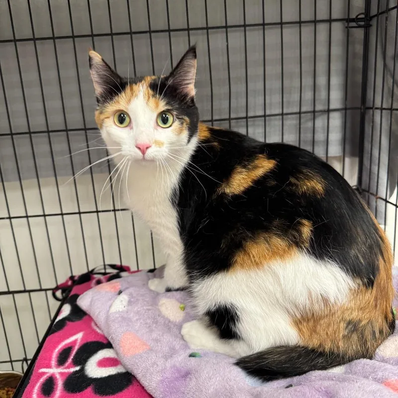 A young large-sized female Calico Domestic Short Hair cat named Misty for adoption in Redwood Falls, MN
