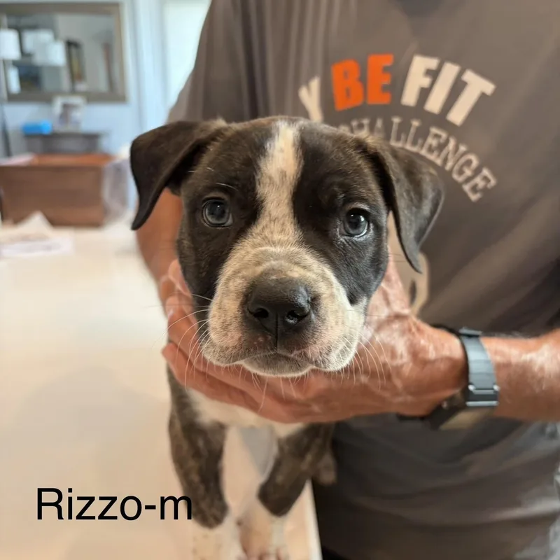 Rizzo