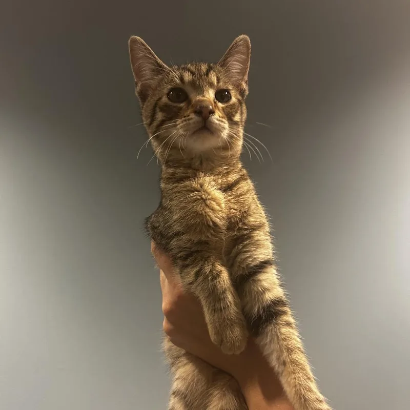 A baby small-sized male Buff / Tan / Fawn Domestic Short Hair cat named Dinner Roll for adoption in Chattanooga, TN