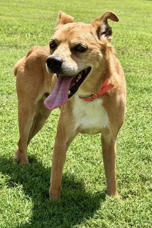An adult medium-sized male Yellow / Tan / Blond / Fawn Mixed Breed dog named Gambit for adoption in Maryville, TN