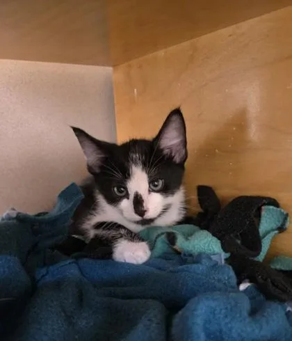 A baby small-sized male Domestic Short Hair cat named Tonka for adoption in Bellevue, WA