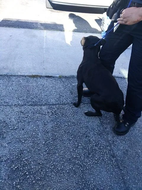 An adult medium-sized female Labrador Retriever dog named Blackie for adoption in Fort Lauderdale, FL