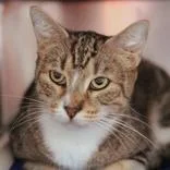 An adult medium-sized female Brown / Chocolate Domestic Short Hair cat named Fauna for adoption in Hilliard, OH