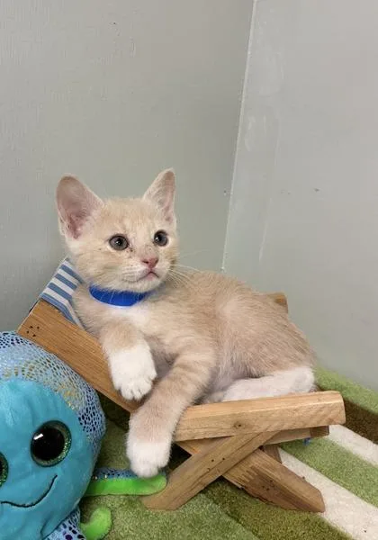 A baby medium-sized male Domestic Short Hair cat named Peep for adoption in Picayune, MS