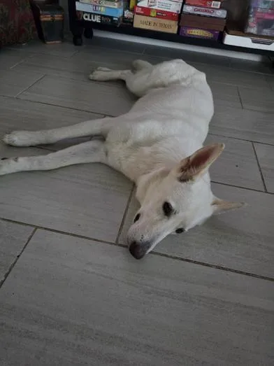 A young medium-sized female White / Cream German Shepherd Dog dog named Halo for adoption in Liverpool, TX