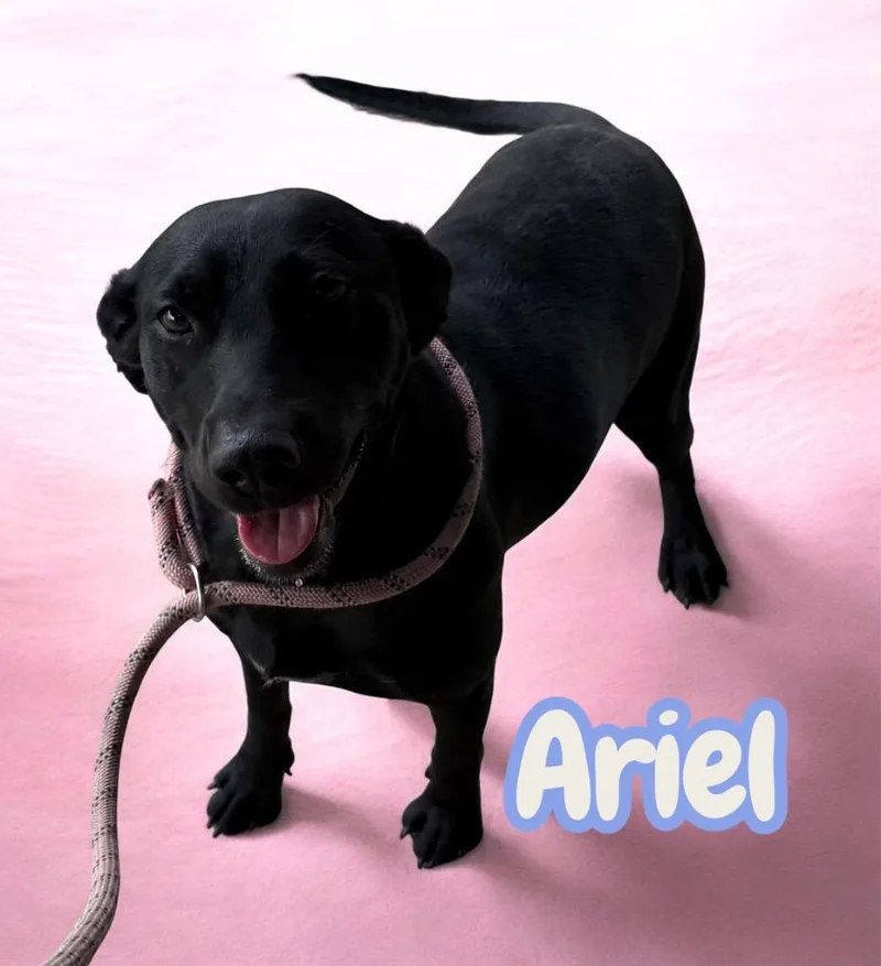 Ariel