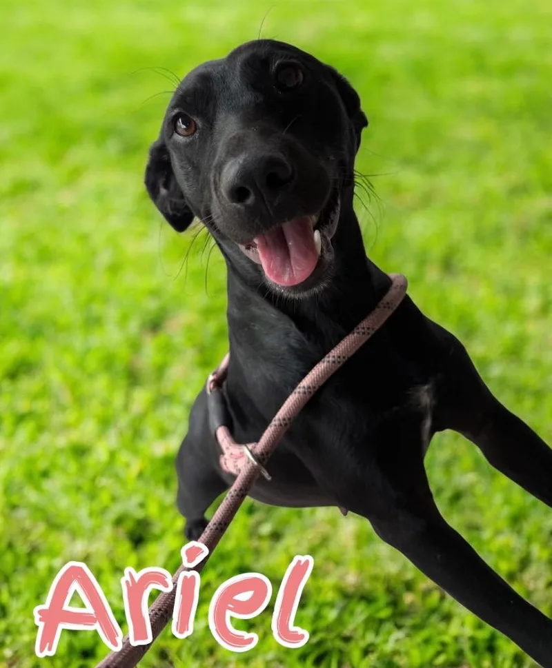 Ariel thumbnail 2