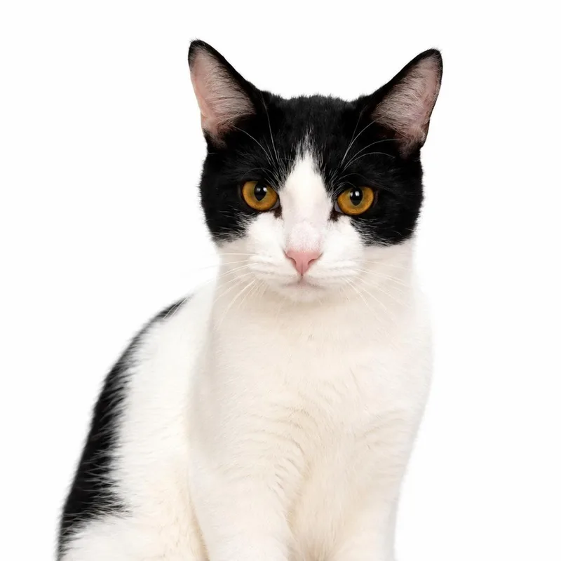 A young small-sized male Black Domestic Short Hair cat named Riot for adoption in Fairfax, VA