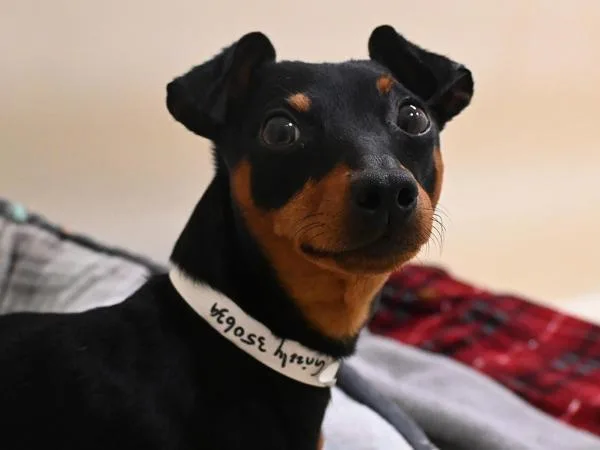 A young small-sized male Miniature Pinscher dog named Grizzly for adoption in Portland, OR