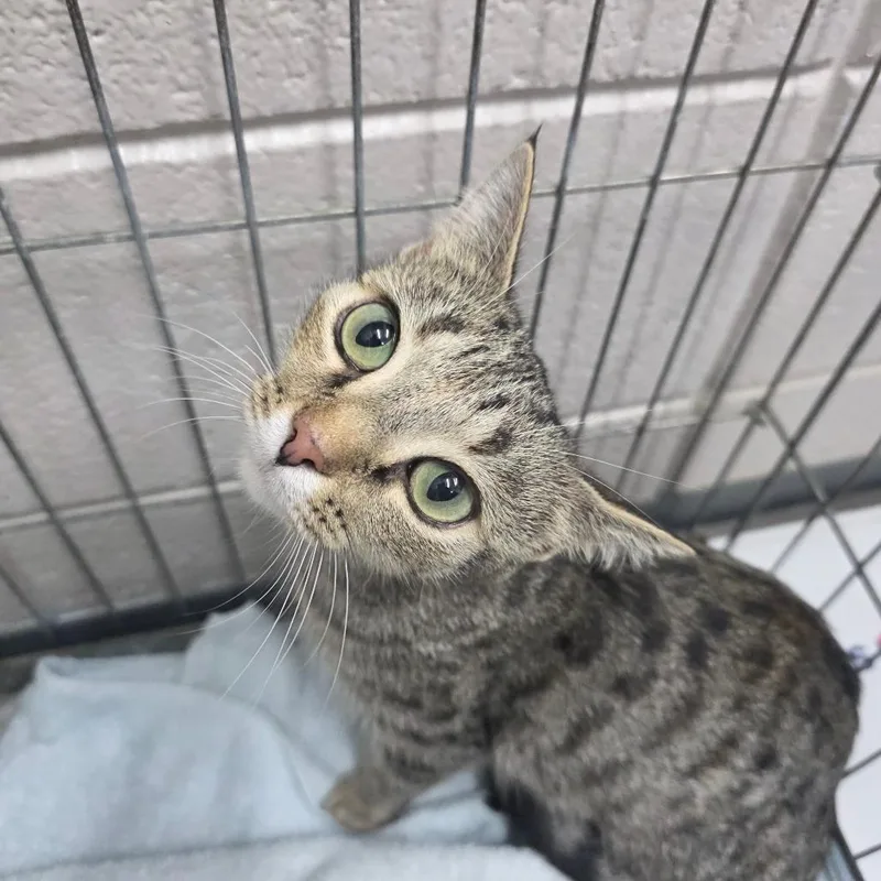 An adult medium-sized female Brown / Chocolate Domestic Short Hair cat named Cherry for adoption in Huntsville, AL