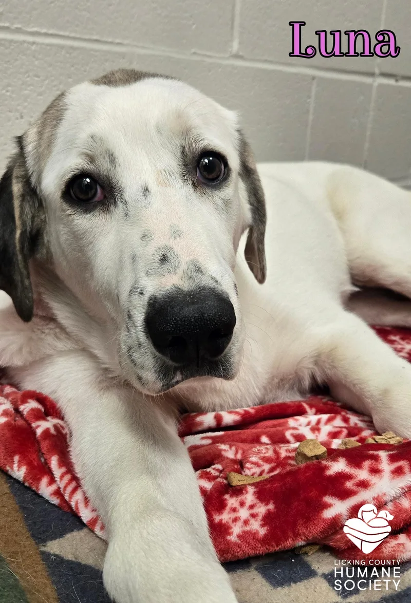 A young extra large-sized female Great Pyrenees dog named Luna for adoption in Heath, OH