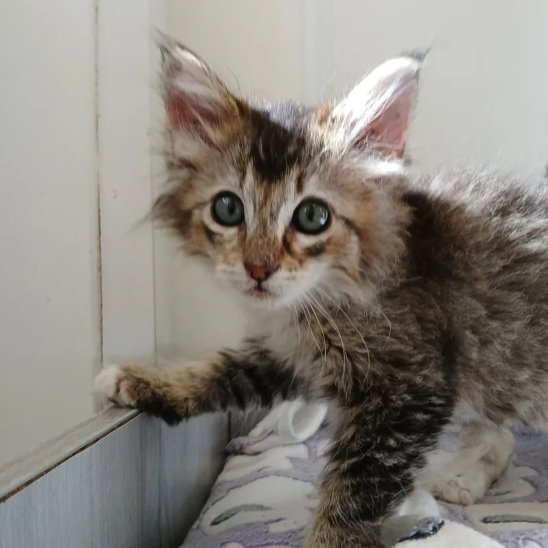 A baby small-sized male Brown / Chocolate Domestic Long Hair cat named Oat Milk for adoption in Kanab, UT