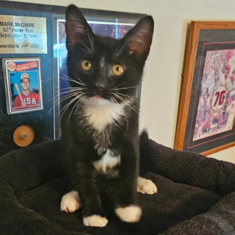 A baby small-sized male Black Domestic Short Hair cat named Atticus for adoption in Chino Hills, CA