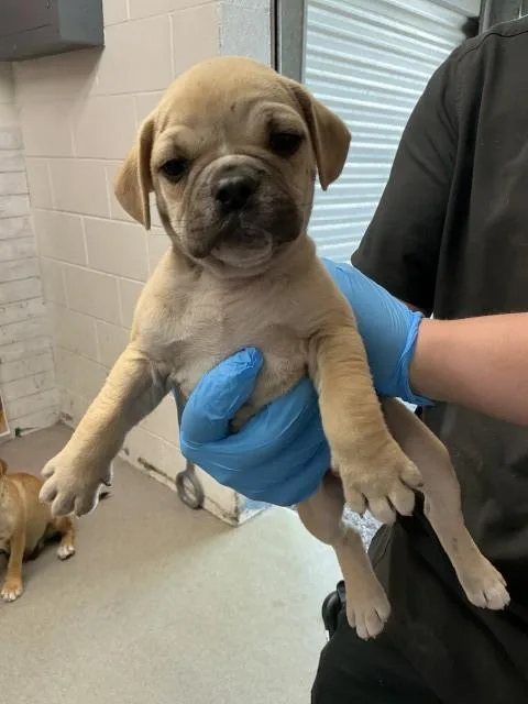 A baby small-sized male Pit Bull Terrier dog named Gerald for adoption in San Bernardino, CA