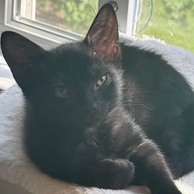 A baby medium-sized male Black Domestic Short Hair cat named Squeak for adoption in Richmond, VA