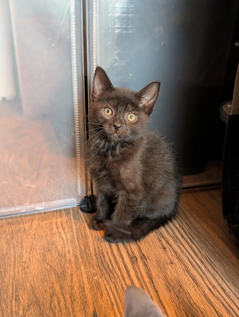 A baby medium-sized male Black Domestic Short Hair cat named Midnight for adoption in Lancaster, PA
