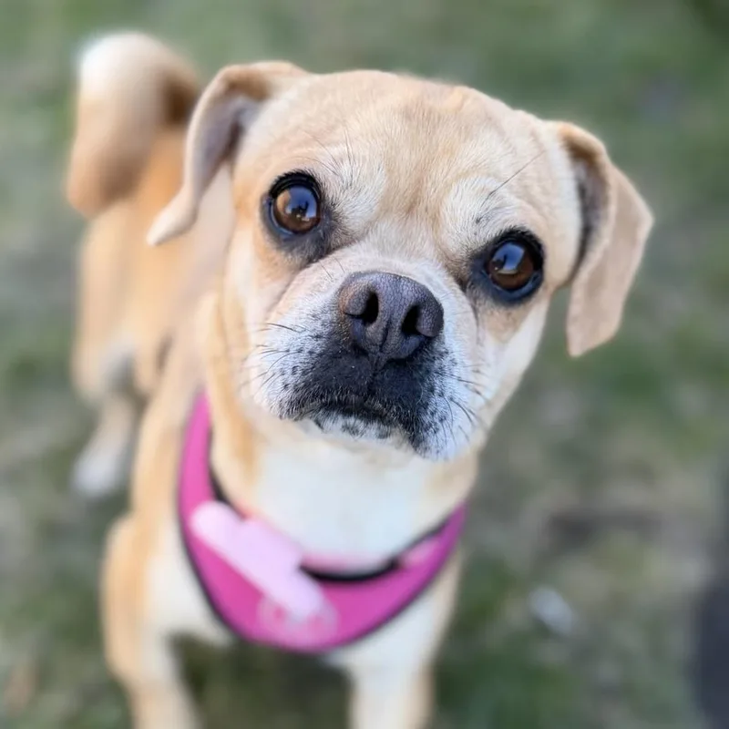 Cecelia