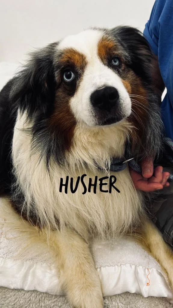 An adult medium-sized male Australian Shepherd dog named Husher for adoption in Jacksonville, IL