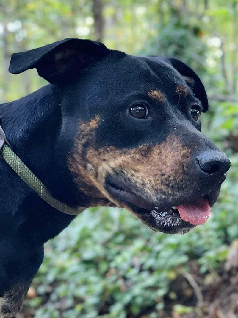 An adult medium-sized female Rottweiler dog named Shannon for adoption in Roswell, GA