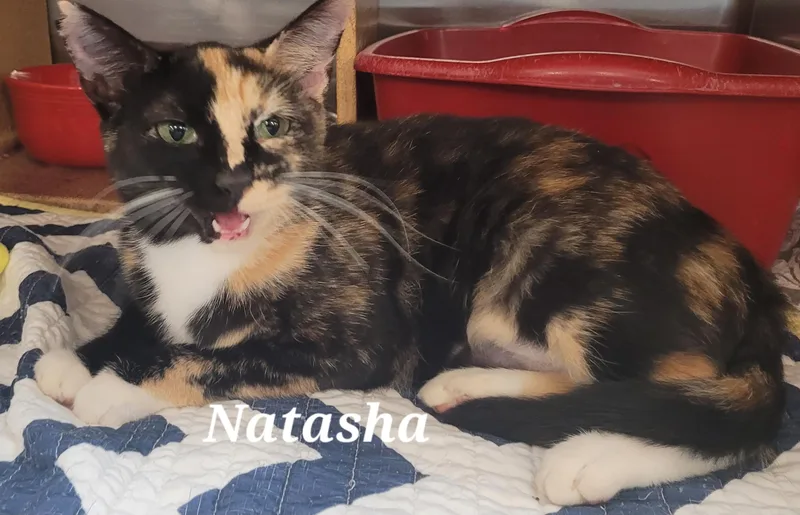 A young small-sized female Calico Domestic Short Hair cat named Natasha for adoption in Morganton, NC