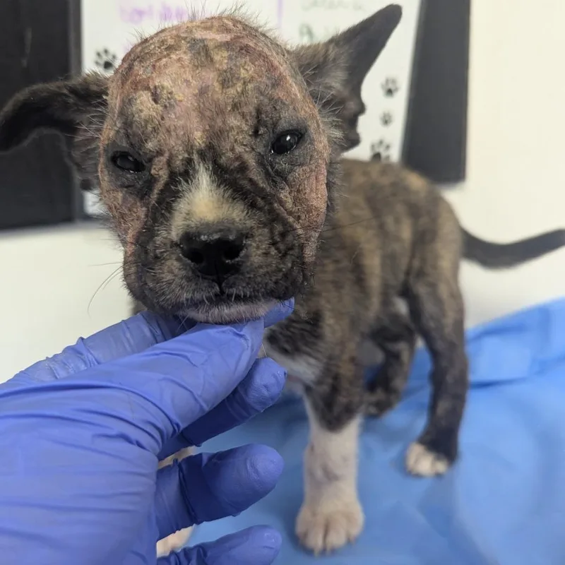 A baby small-sized male Brindle Husky dog named Garrison for adoption in Parrish, AL