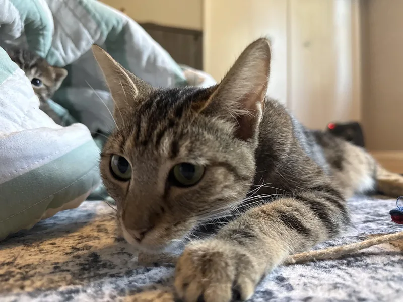 An adult medium-sized female Domestic Short Hair cat named Maple for adoption in Hillsboro, OR
