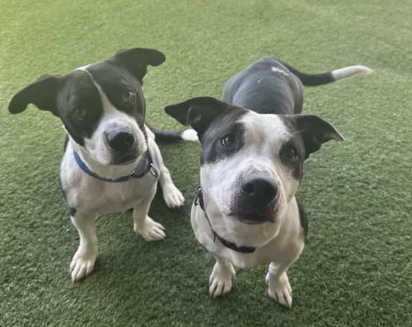An adult medium-sized male Pit Bull Terrier dog named Klaus for adoption in Oceanside, CA