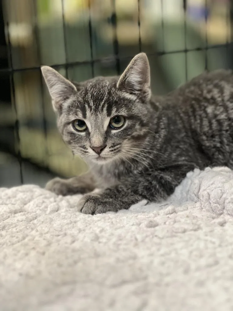A baby medium-sized male Domestic Short Hair cat named Fuzz for adoption in Jackson, MI