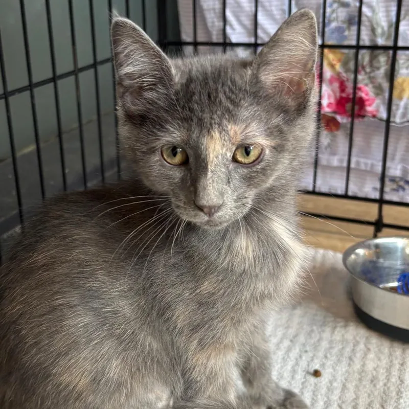 A baby small-sized female Gray / Blue / Silver Domestic Short Hair cat named Giggles for adoption in Naperville, IL