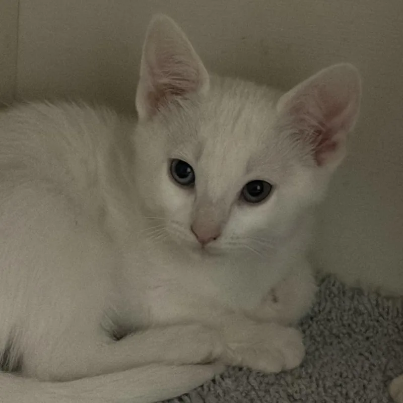 A baby small-sized female White Domestic Short Hair cat named Serenity for adoption in Antioch, CA