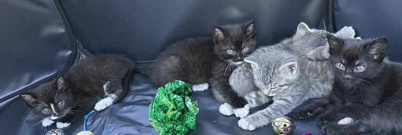 A baby small-sized female Black Domestic Short Hair cat named Primrose for adoption in Fremont, NE