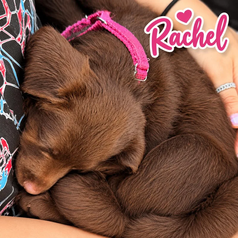 A baby large-sized female Brown / Chocolate Doberman Pinscher dog named Rachel for adoption in Elburn, IL