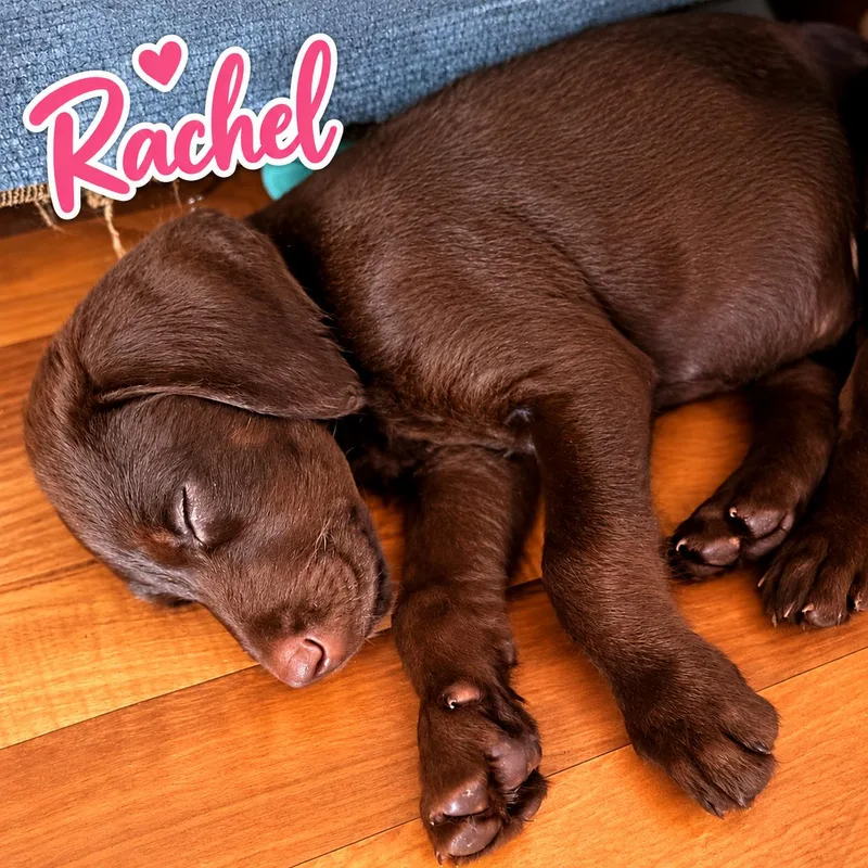 Rachel thumbnail 2